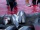 La matanza de 1.400 delfines en Europa para celebrar una jornada de “caza tradicional” generó repudio en todo el mundo