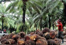 La palma africana es el segundo generador de divisas después del café, según productores de la zona norte de Honduras