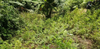 Militares hondureños aseguran más de 144.000 arbustos de hoja de coca en dos operaciones