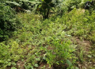 Militares hondureños aseguran más de 144.000 arbustos de hoja de coca en dos operaciones