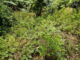 Honduras incautó más de 1,8 millones de plantas de hoja de coca en tres meses