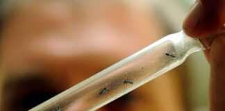 Identifican dos nuevos serotipos de dengue más grave en Honduras