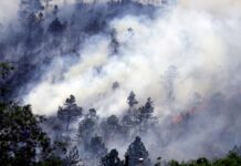Honduras ha perdido 90.206 hectáreas de bosque en unos 816 incendios en 2021
