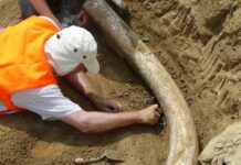 Hallan costillas de mamut de hace un millón de años en Cataluña (España)