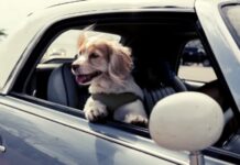 Tránsito aplicará multa de 600 lempiras a conductores que lleven de copiloto a sus mascotas