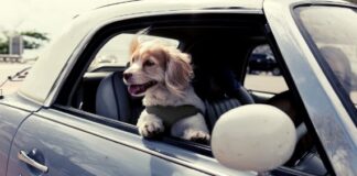 Tránsito aplicará multa de 600 lempiras a conductores que lleven de copiloto a sus mascotas