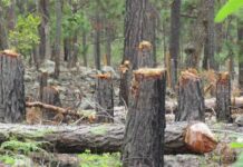 Honduras entre los países del mundo donde matan a más líderes ambientales