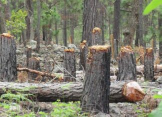 Honduras entre los países del mundo donde matan a más líderes ambientales