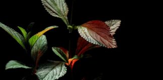 Detectan compuesto en una planta que podría contrarrestar células cancerosas