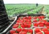 Unos 250 hondureños viajarán a España a trabajar en recolección de fresas