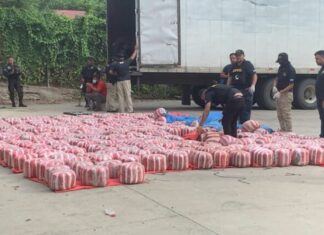 MP dirige nueva incautación de cargamento de marihuana en zona norte