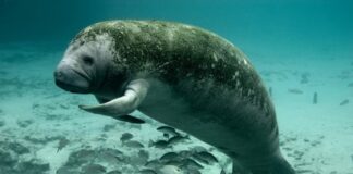 Comité Nacional y organizaciones ecológicas analizan esfuerzos de conservación del hábitat del manatí antillano en Honduras