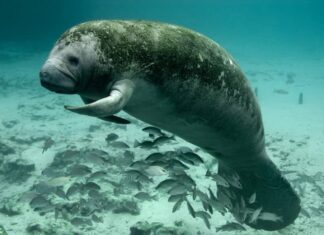 Comité Nacional y organizaciones ecológicas analizan esfuerzos de conservación del hábitat del manatí antillano en Honduras