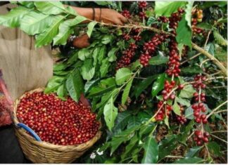 El Ihcafe realiza exposición de fotos reveladas con café para retratar la caficultura en Centroamérica