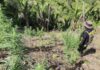 Erradican una plantación de marihuana en Tocoa, Colón
