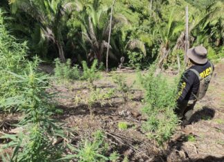 Erradican una plantación de marihuana en Tocoa, Colón