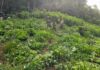 Autoridades incautan una plantación de hoja de coca y narcolaboratorio en Iriona, Colón