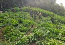 Autoridades incautan una plantación de hoja de coca y narcolaboratorio en Iriona, Colón
