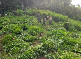 Autoridades incautan una plantación de hoja de coca y narcolaboratorio en Iriona, Colón