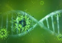 Descubren cinco compuestos que inhiben la proteína que replica el SARS-CoV-2