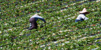 Organizaciones agrarias en España buscan jornaleros en Ecuador y Honduras