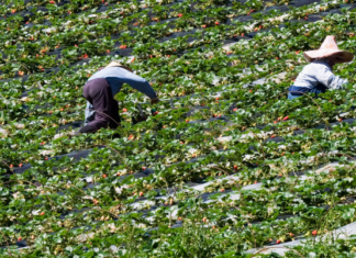 Organizaciones agrarias en España buscan jornaleros en Ecuador y Honduras