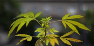 Panamá legaliza el uso medicinal y terapéutico de la marihuana