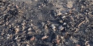 Miles de criaturas marinas aparecen muertas en la costa de Inglaterra