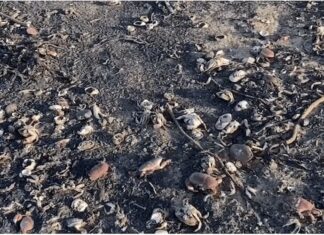 Miles de criaturas marinas aparecen muertas en la costa de Inglaterra