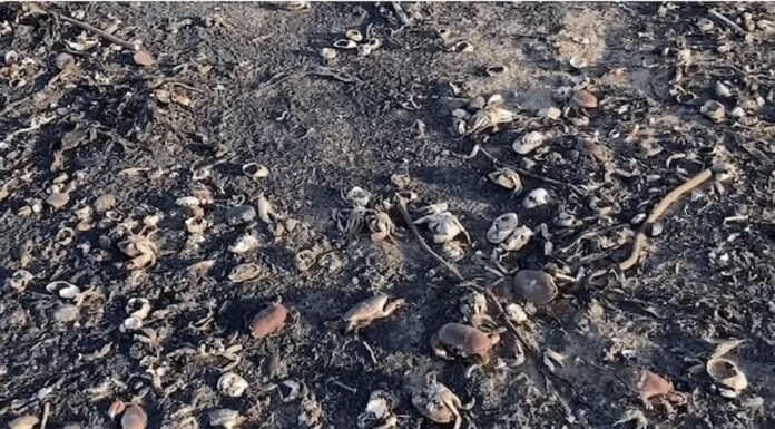Miles de criaturas marinas aparecen muertas en la costa de Inglaterra