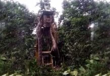 Una grúa levanta una enorme serpiente en la selva tropical de Dominica y las redes la coronan como “la más grande del mundo”