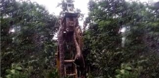 Una grúa levanta una enorme serpiente en la selva tropical de Dominica y las redes la coronan como “la más grande del mundo”