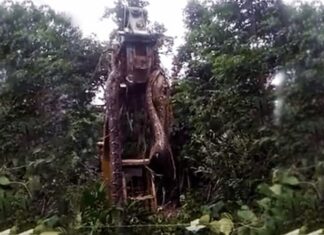 Una grúa levanta una enorme serpiente en la selva tropical de Dominica y las redes la coronan como “la más grande del mundo”