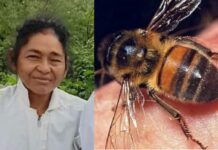 Enjambre de abejas mata a ingeniera de la UNAG en Olancho