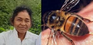 Enjambre de abejas mata a ingeniera de la UNAG en Olancho