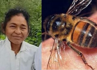 Enjambre de abejas mata a ingeniera de la UNAG en Olancho