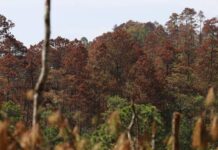 En un 80% se ha controlado los brotes de gorgojo descortezador, según el ICF