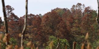 En un 80% se ha controlado los brotes de gorgojo descortezador, según el ICF