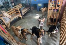 Refugio «Amor y Abrigo» urge de ayuda para continuar con el rescate de perritos y gatos en SPS