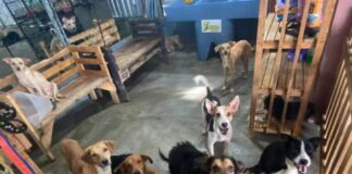 Refugio «Amor y Abrigo» urge de ayuda para continuar con el rescate de perritos y gatos en SPS