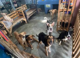 Refugio «Amor y Abrigo» urge de ayuda para continuar con el rescate de perritos y gatos en SPS