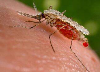 En un 70% se redujeron los casos de malaria en Honduras