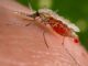 En un 70% se redujeron los casos de malaria en Honduras