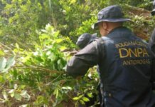 Encuentran unos 87 mil arbustos de hoja de coca en Colón