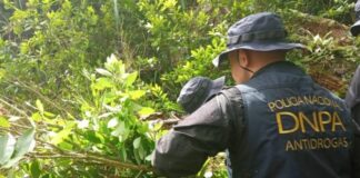 Encuentran unos 87 mil arbustos de hoja de coca en Colón