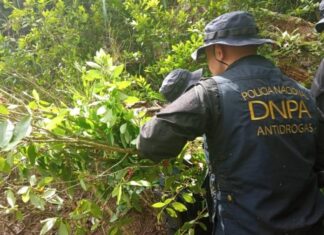 Encuentran unos 87 mil arbustos de hoja de coca en Colón