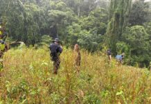 Localizan otro narcolaboratorio y más de 140 mil arbustos de Coca en Colón