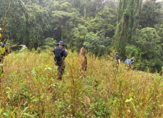 Localizan otro narcolaboratorio y más de 140 mil arbustos de Coca en Colón
