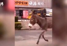 Burro se «fuga» de restaurante para salvarse de morir en China