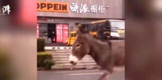 Burro se «fuga» de restaurante para salvarse de morir en China